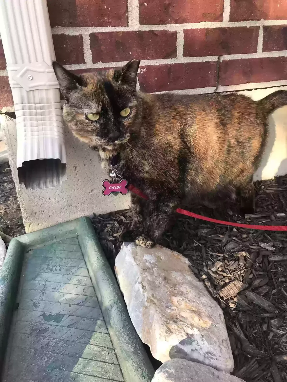 Chloe, Calico Cat for adoption in Middletown, OH, 45044