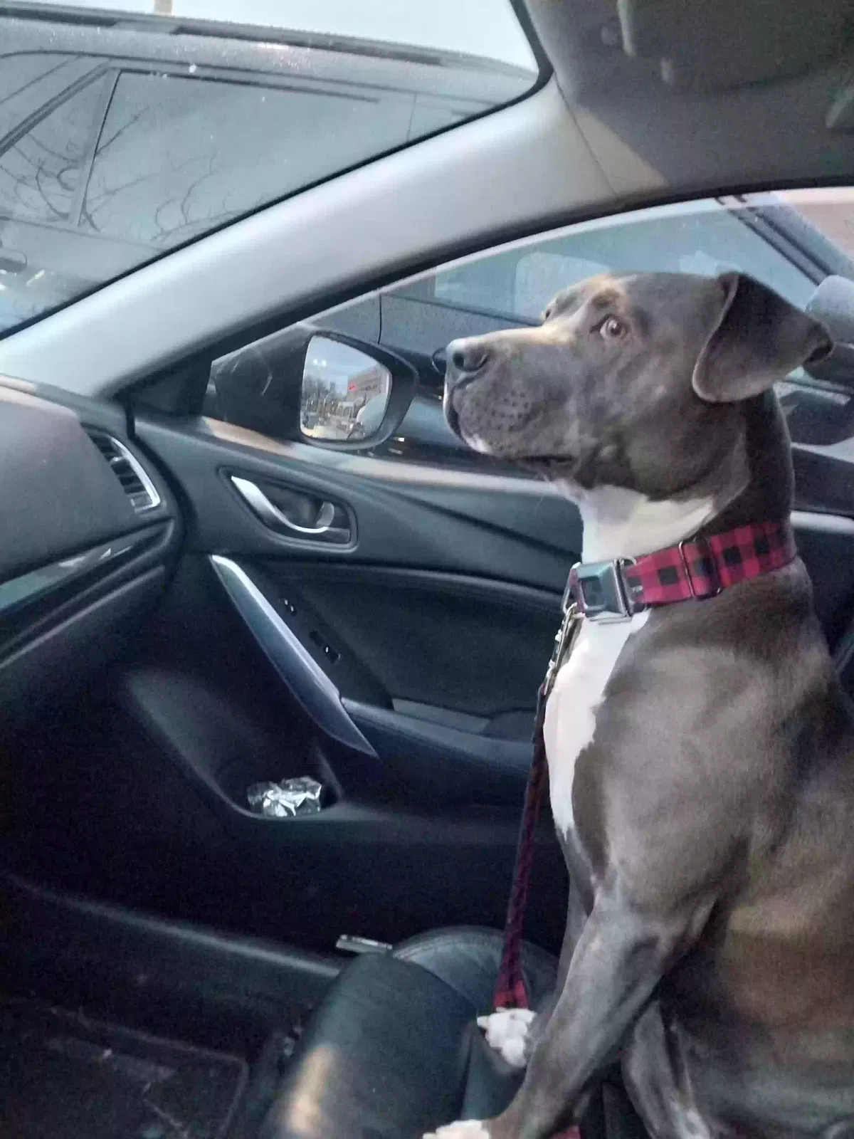 Skyy, American pitbull teerior Dog for adoption in Bakersfield, CA, 93306