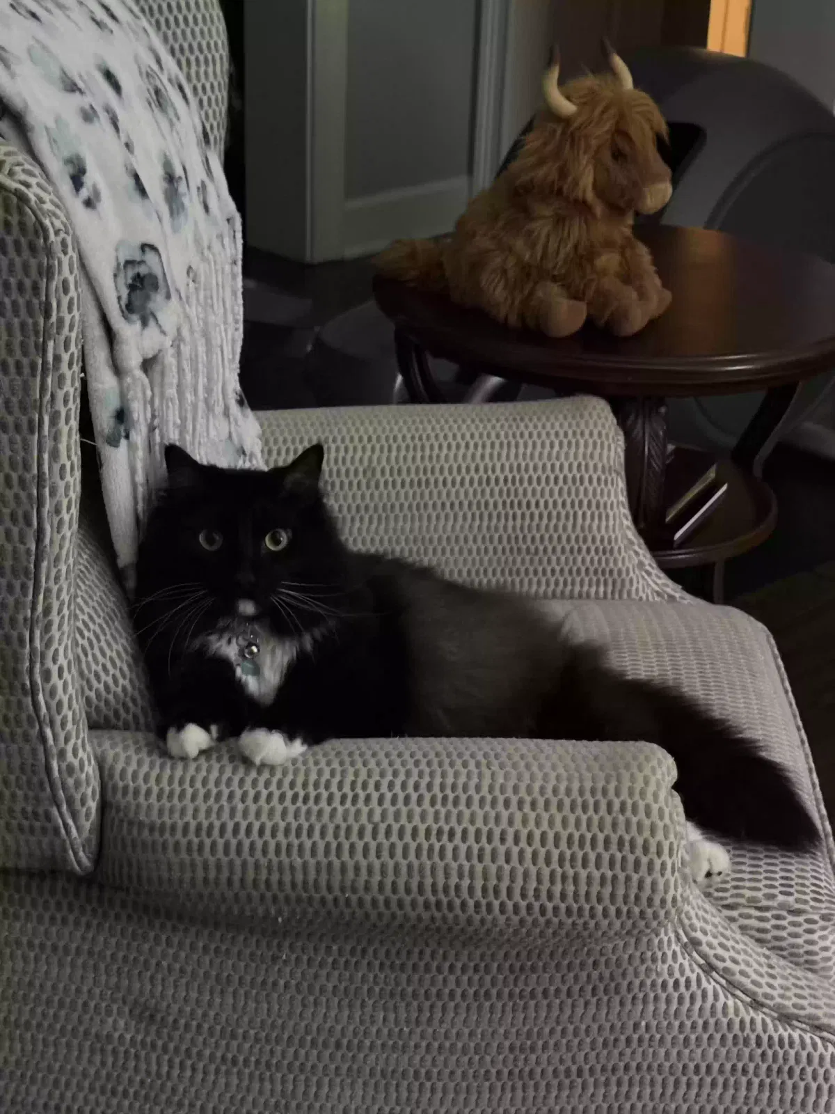 Chupie, Long hair Cat for adoption in Valdosta, GA, 31602