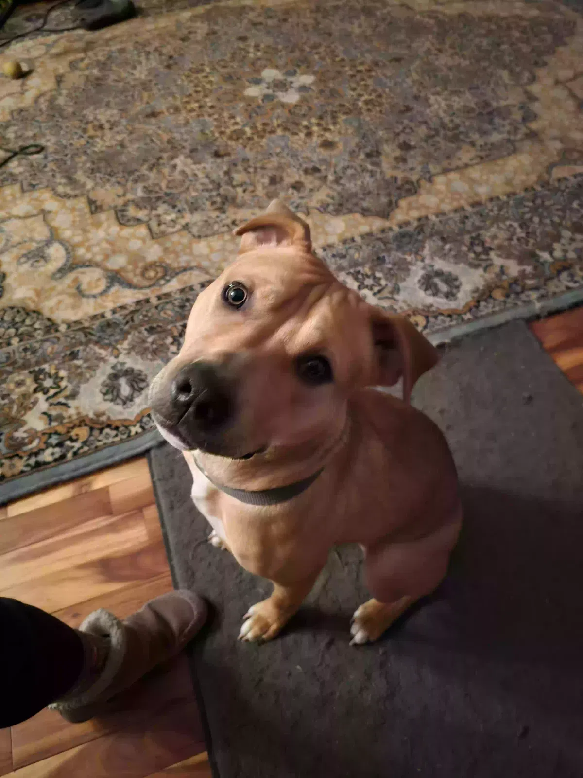 Stray Dog AKA Brick, Unknown Dog for adoption in Clinton, OH, 44216
