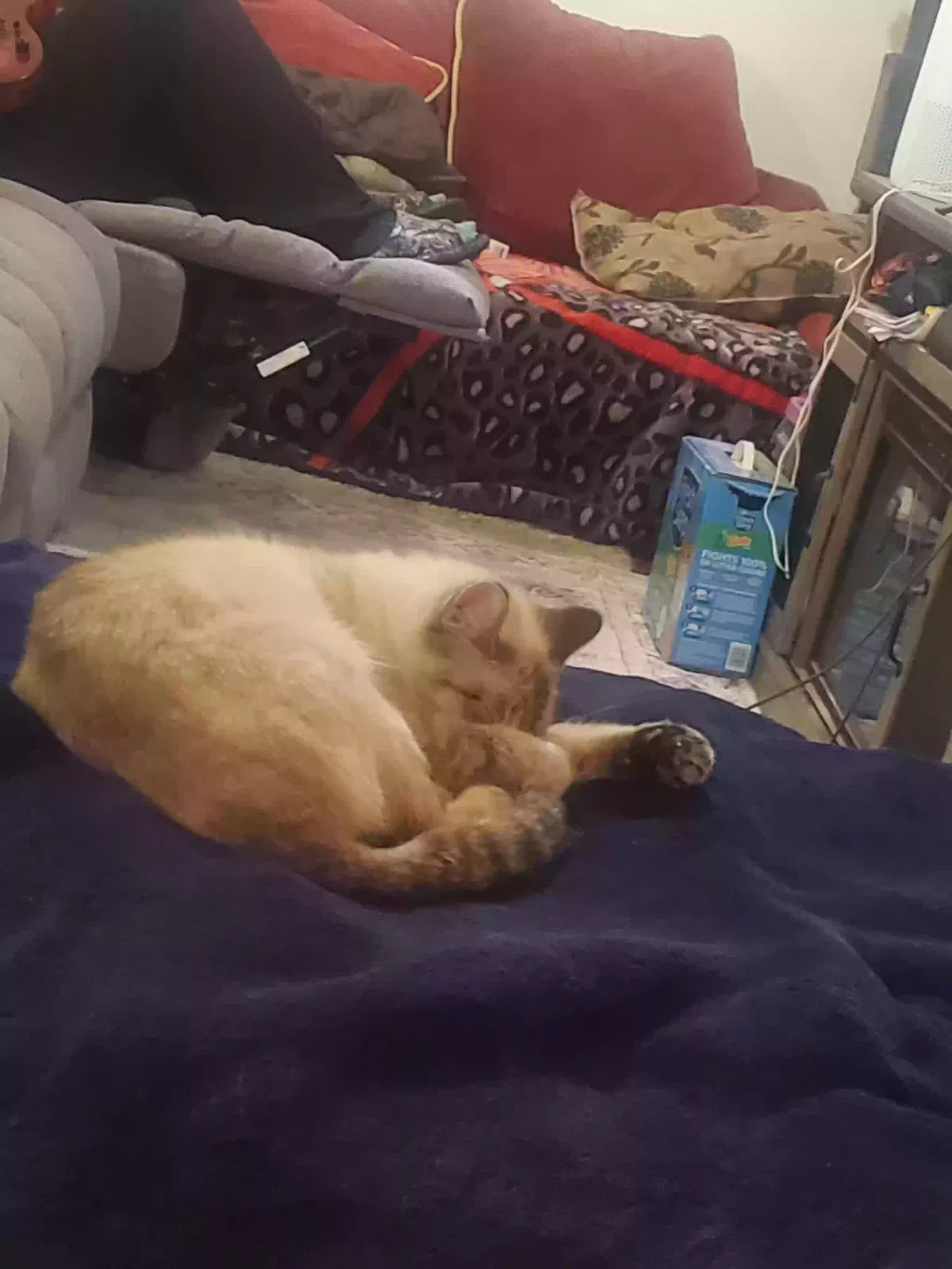 Mooney, Simease Cat for adoption in Zion, IL, 60099