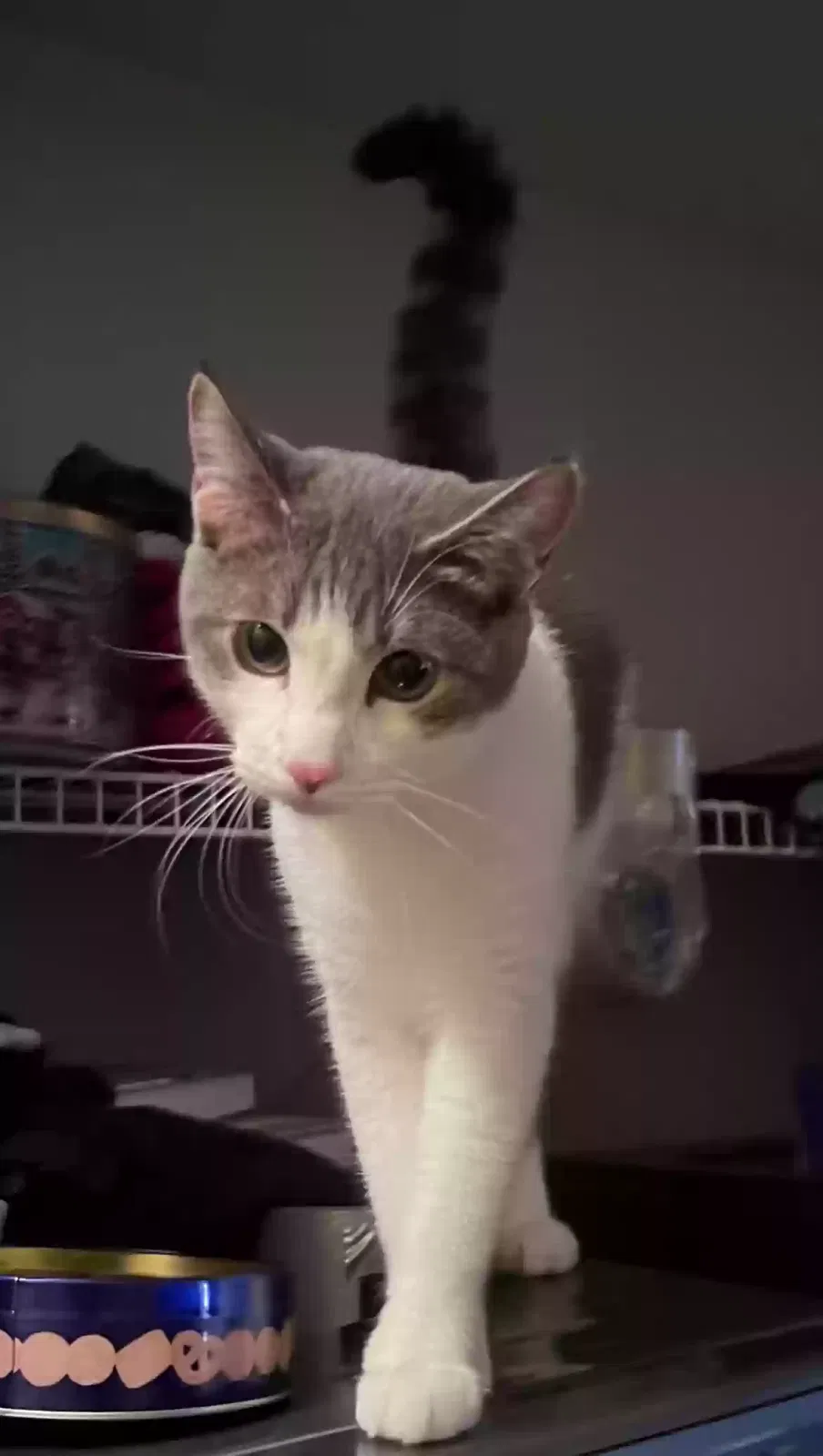 Hank, Unknown Cat for adoption in Surprise, AZ, 85378