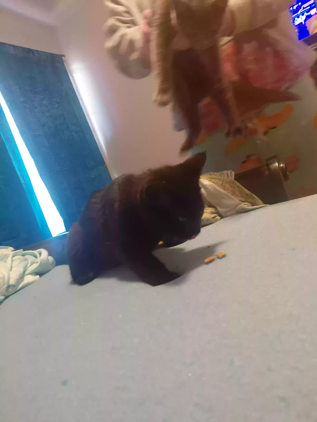 Cat, Unknown Cat for adoption in Muskogee, OK, 74403