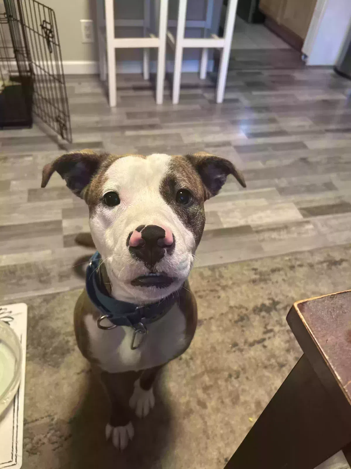 Moose, Pit Bull mix Dog for adoption in Aurora, OH, 44202