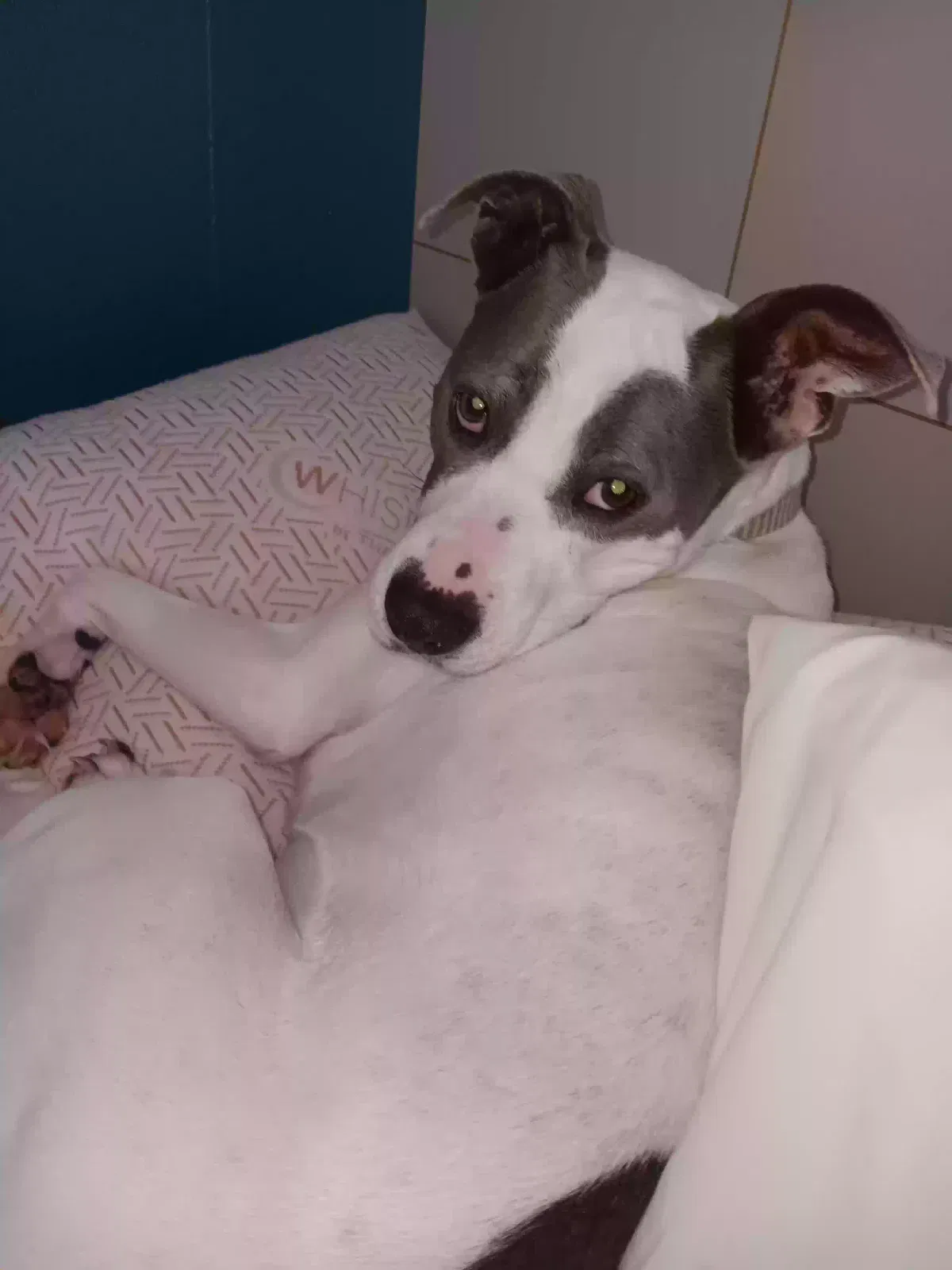 Patches, Pit/ boxer Dog for adoption in Peoria, AZ, 85345