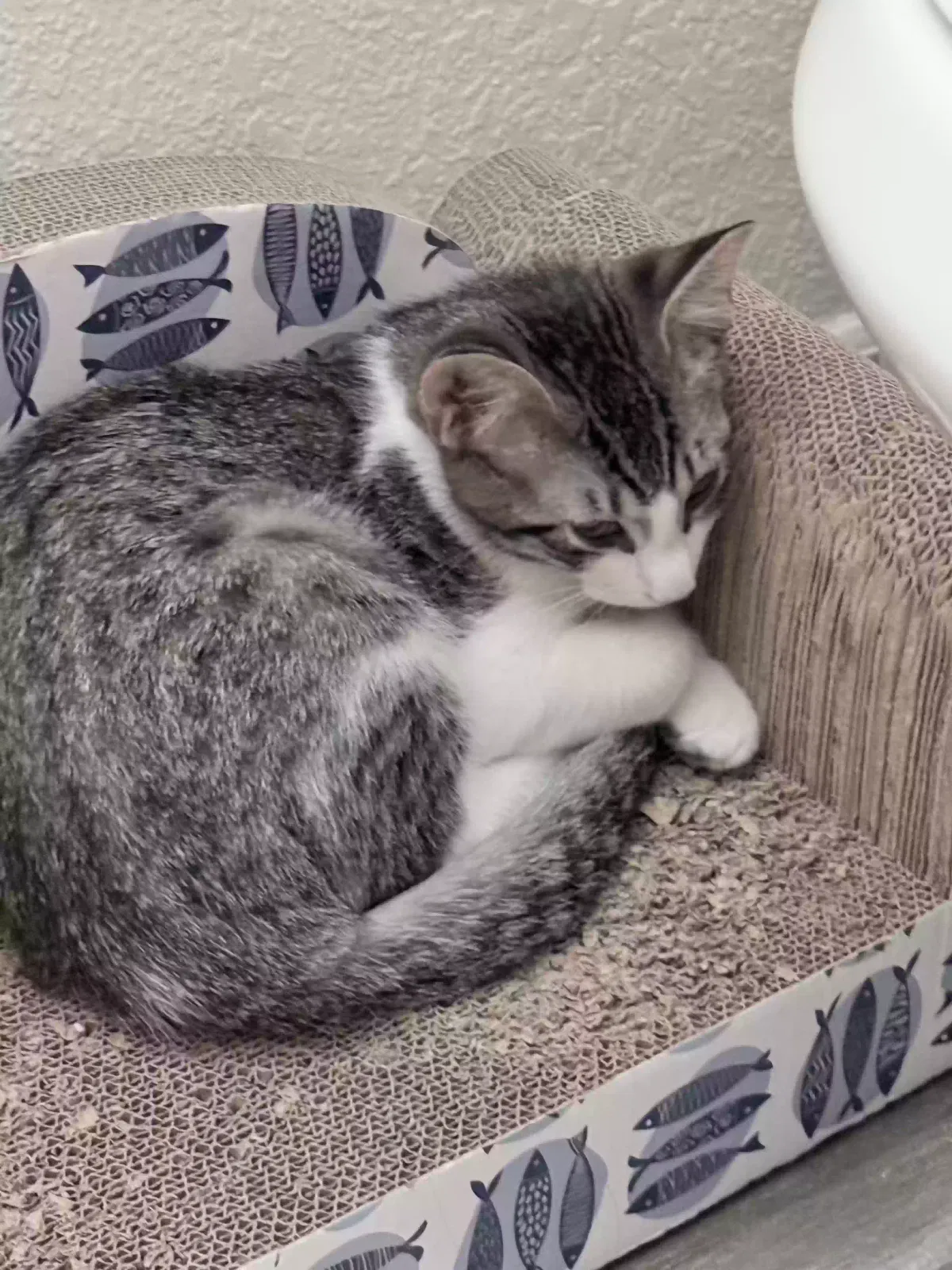 Cat, Tabby Cat for adoption in Glendale, AZ, 85306