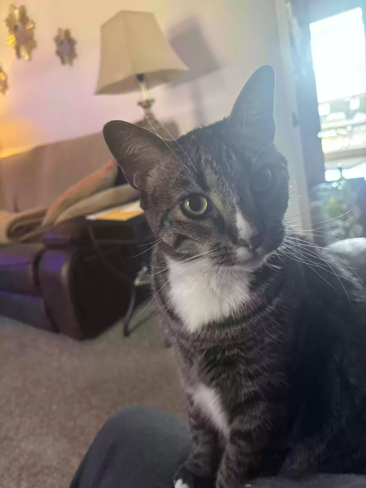Squiggy Squigman, American Shorthair Cat for adoption in Pekin, IN, 47165