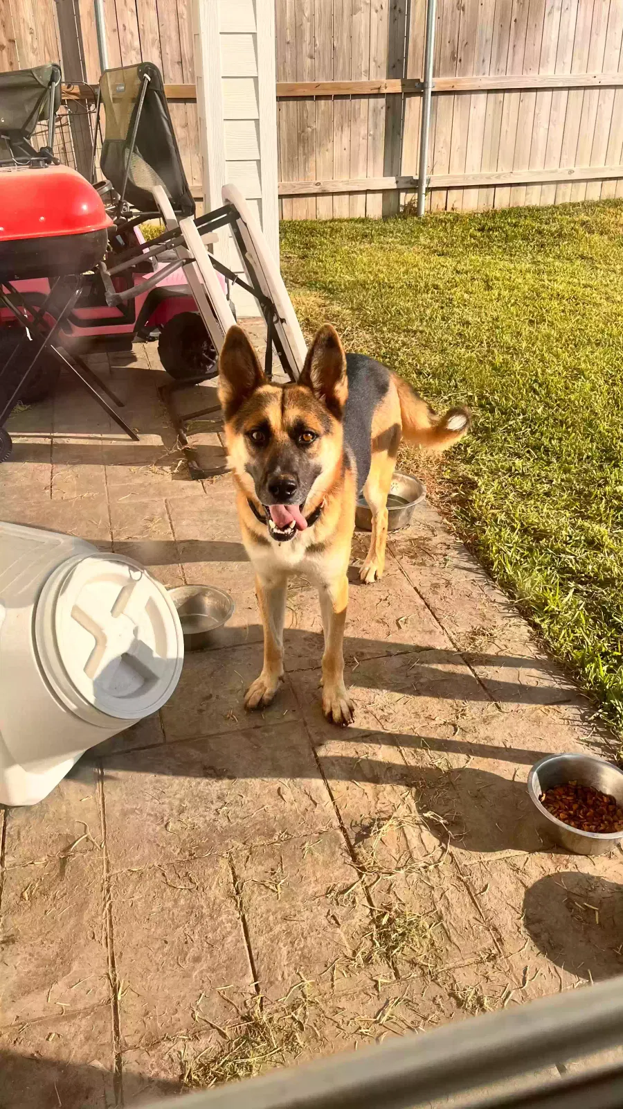 Koda, German Shepard/Husky Dog for adoption in Laredo, TX, 78045