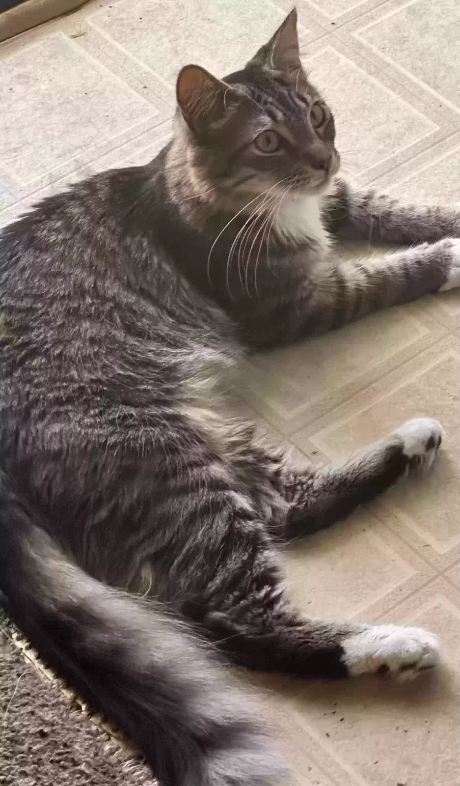 Moti, Unknown Cat for adoption in Bakersfield, CA, 93306