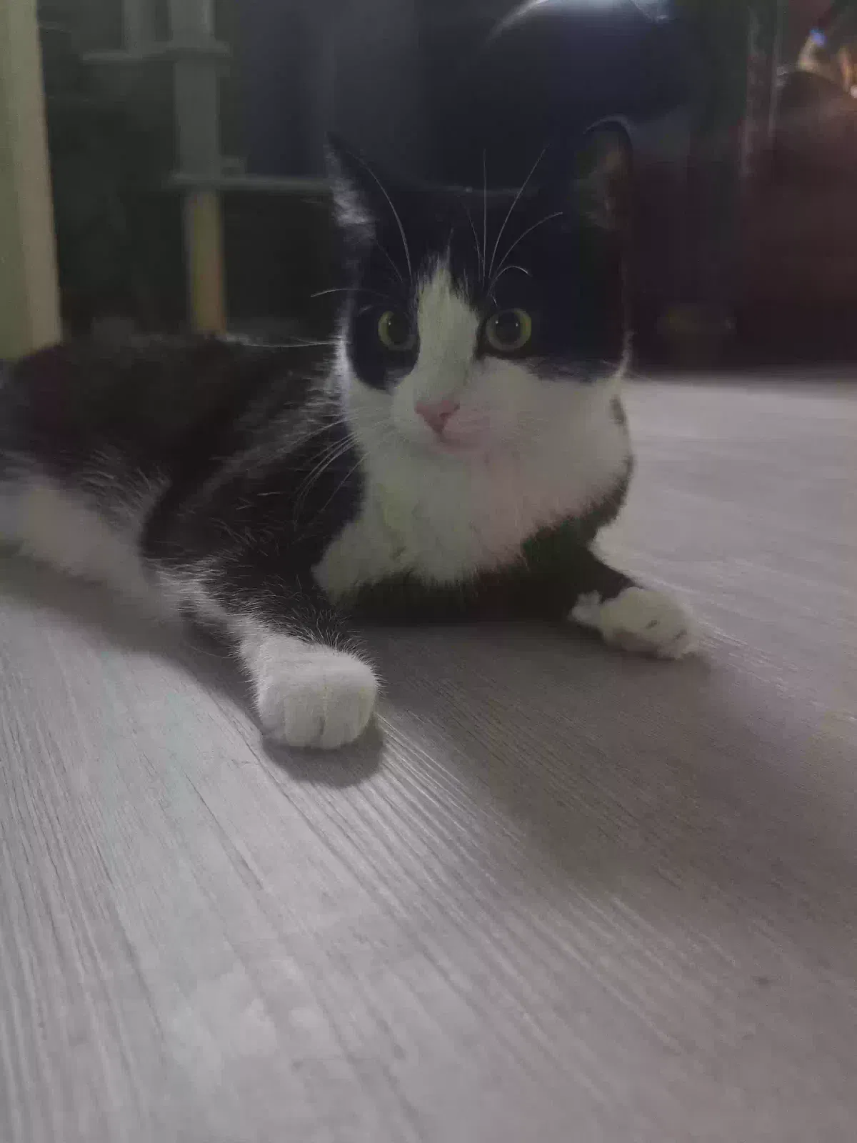 Charmy, Unknown Cat for adoption in Taylor, MI, 48180