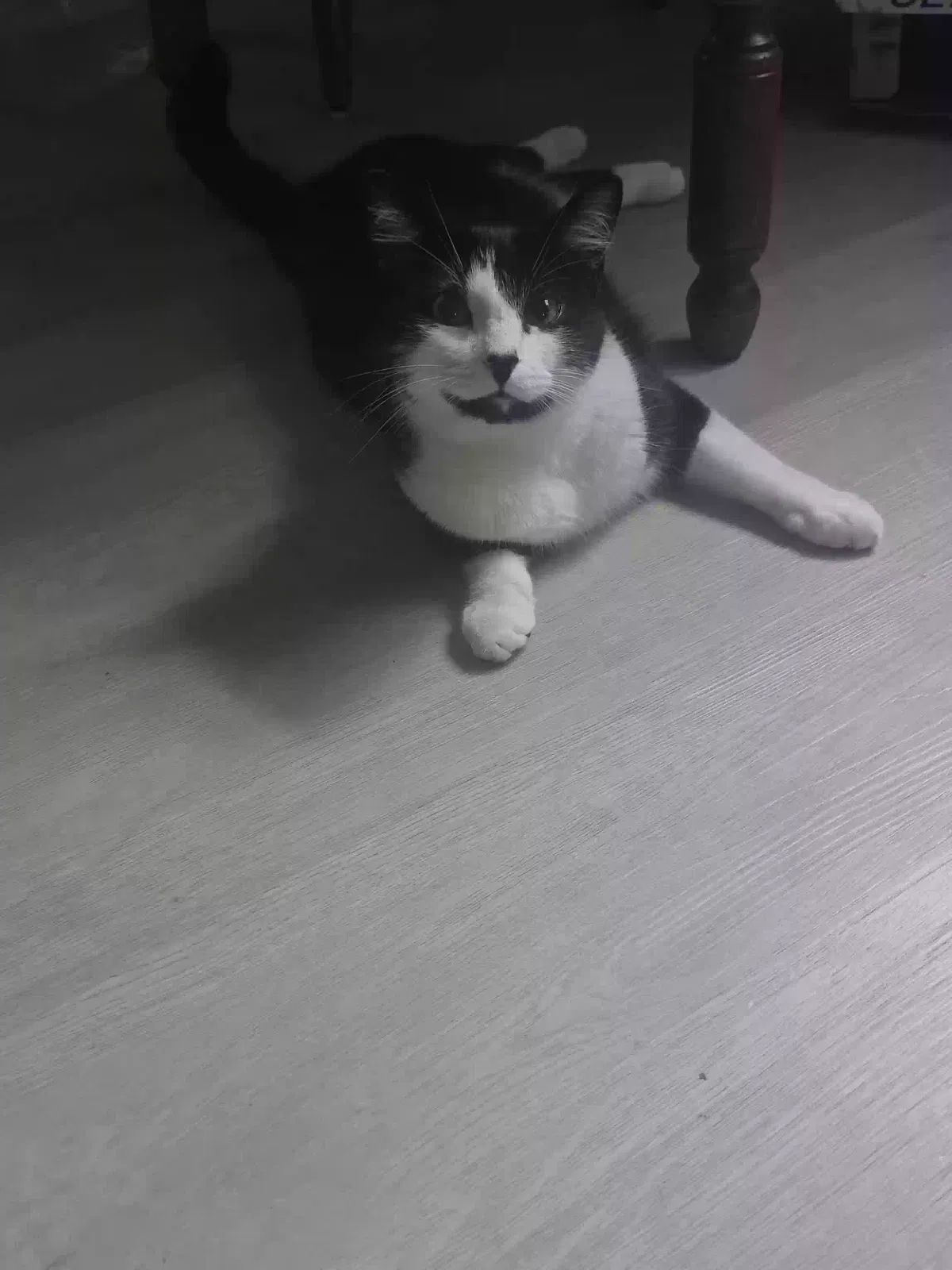 Luck, Unknown Cat for adoption in Taylor, MI, 48180