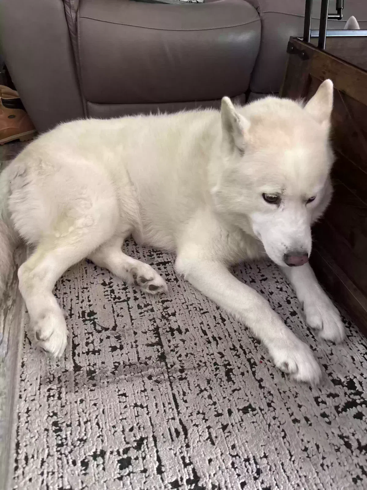 Dog, Siberian husky Dog for adoption in Jeffersonville, IN, 47130