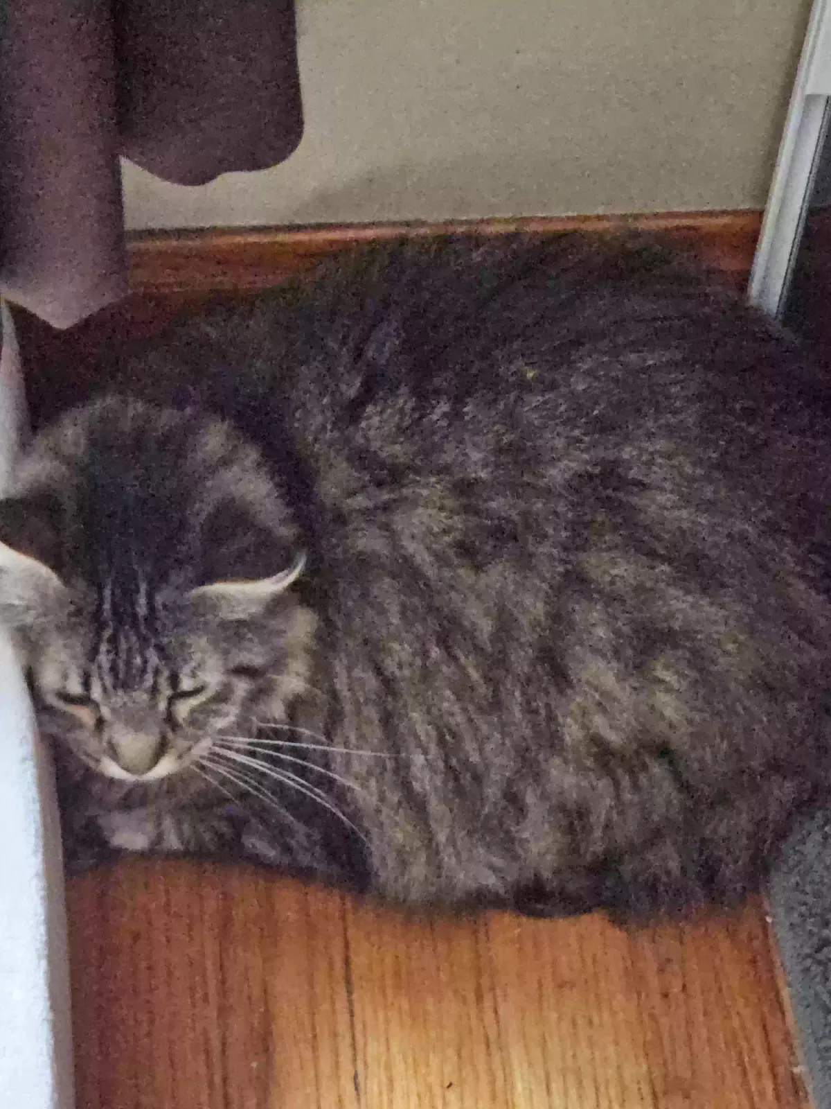 Pete, Unknown Cat for adoption in Richmond, MO, 64085