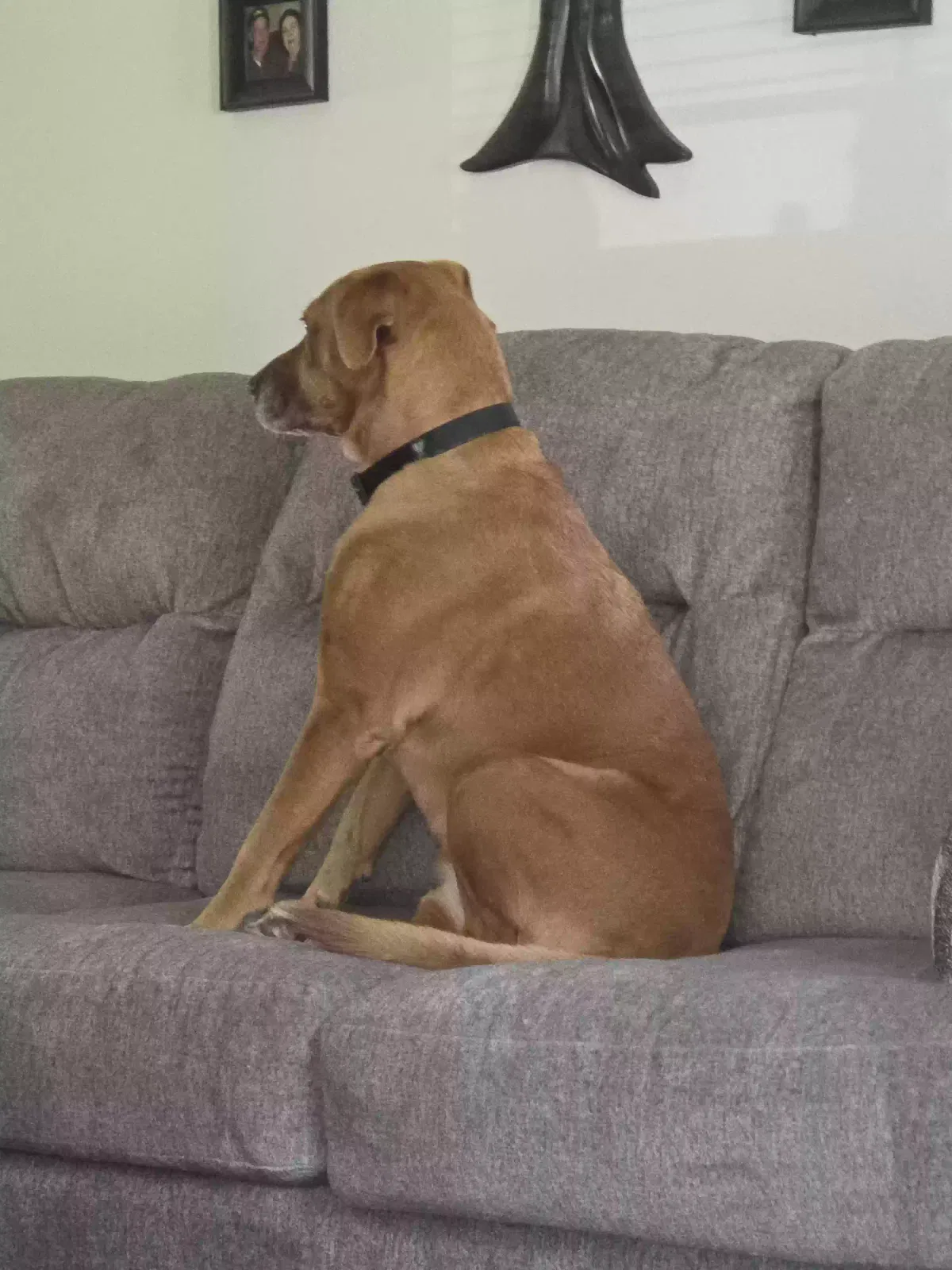 Rusty, ? Dog for adoption in New Caney, TX, 77357