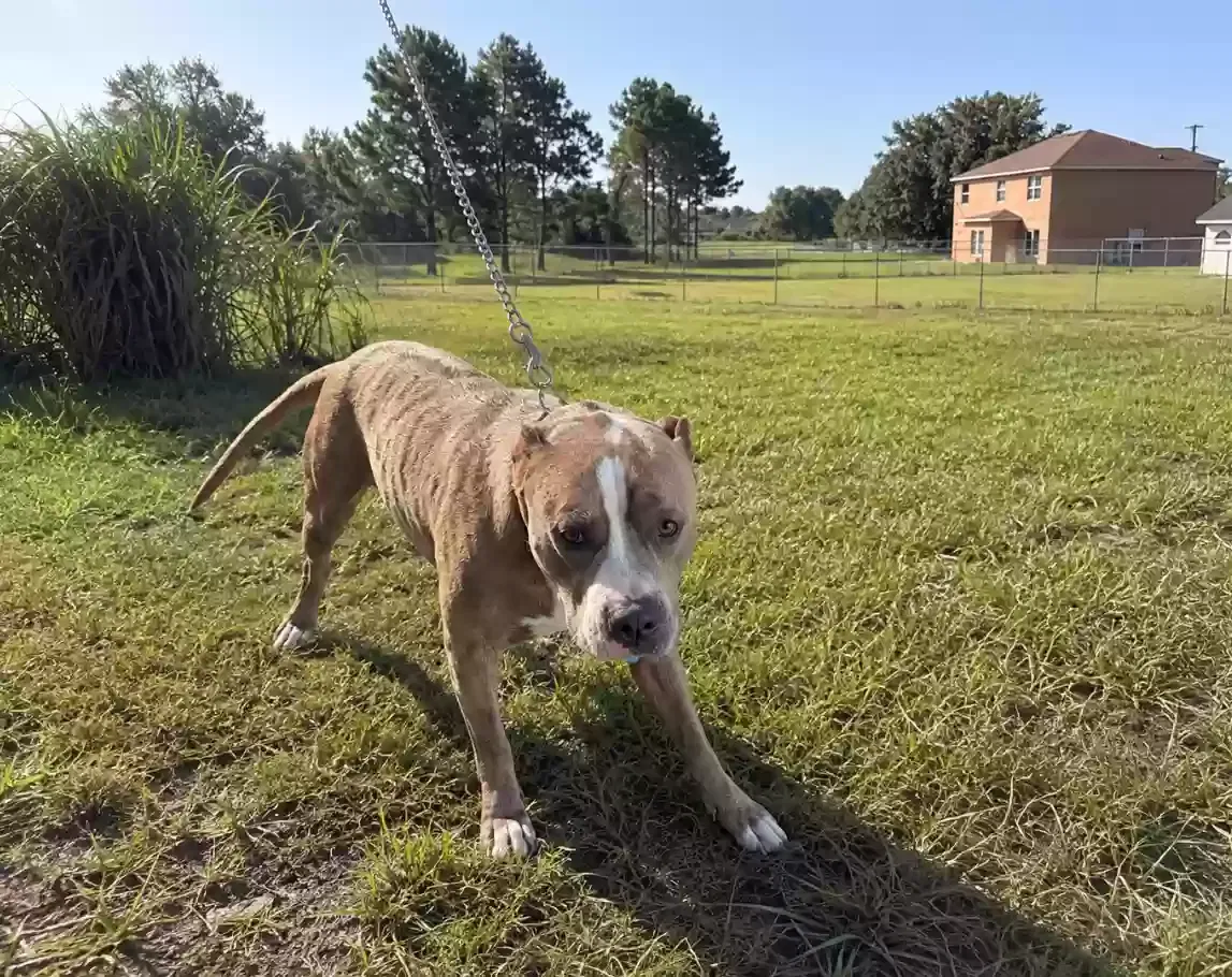 Randall, Unknown Dog for adoption in Kissimmee, FL, 34759