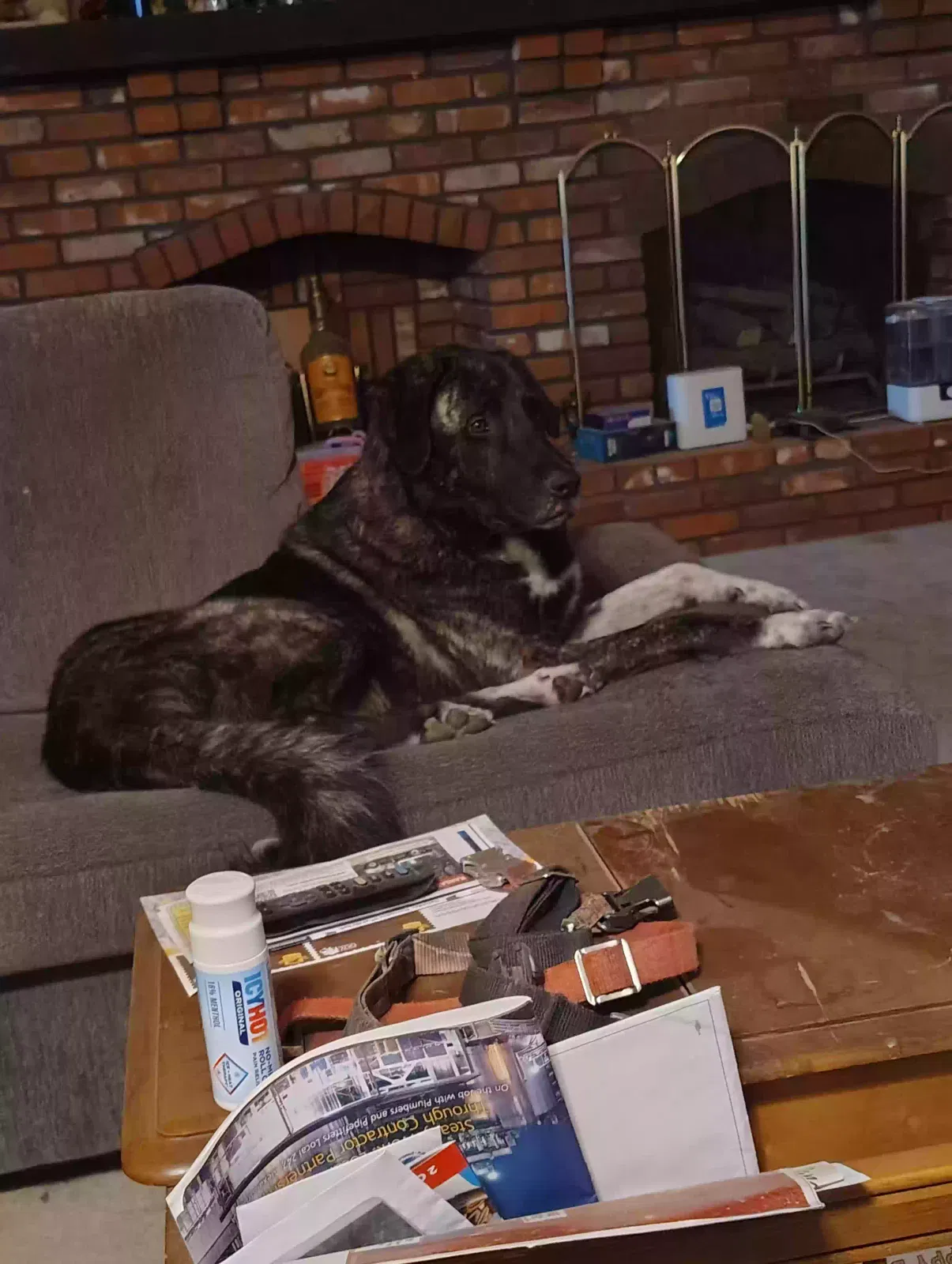Dog, Unknown Dog for adoption in Kingsville, MO, 64061