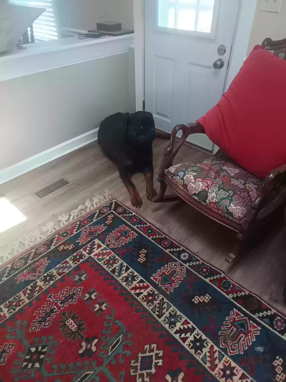 Yuri, Rottweiler Dog for adoption in Elon, NC, 27244