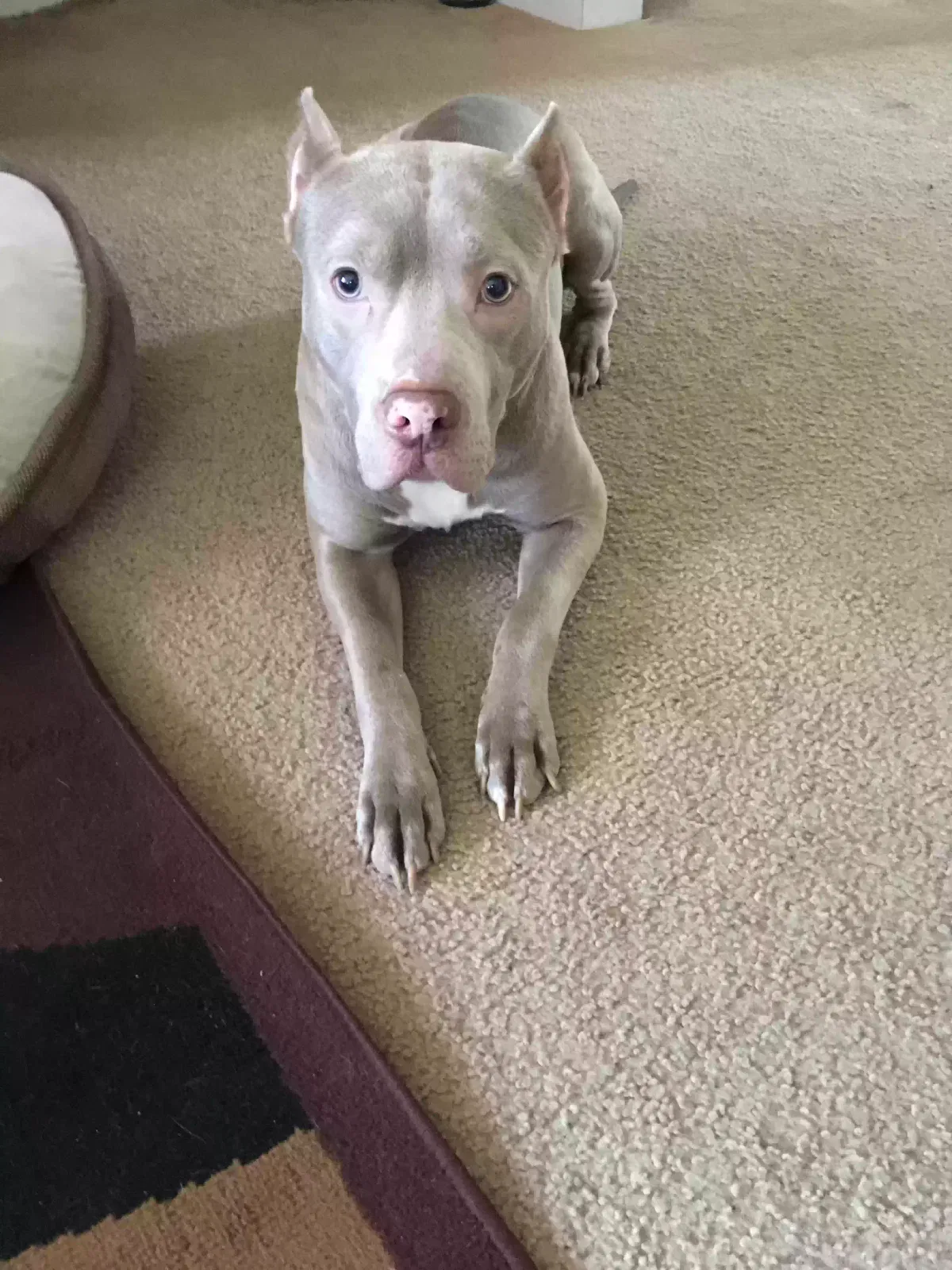 Leo, Pitt bull mix Dog for adoption in Glen Burnie, MD, 21061