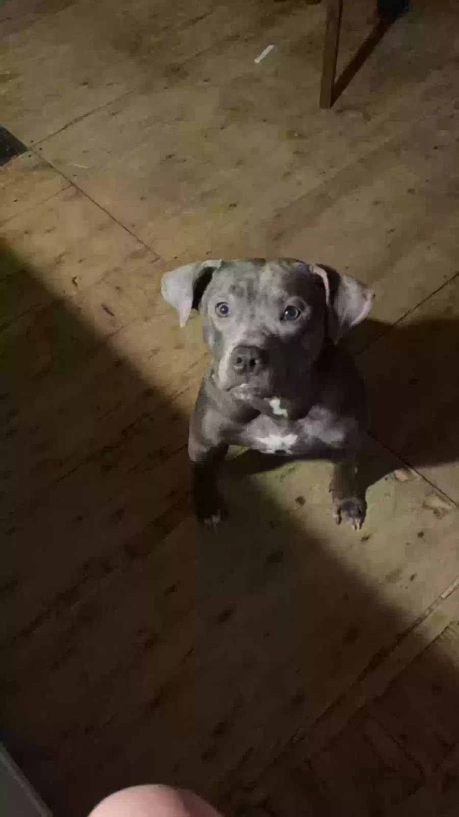 Shark, Unknown Dog for adoption in Erlanger, KY, 41018