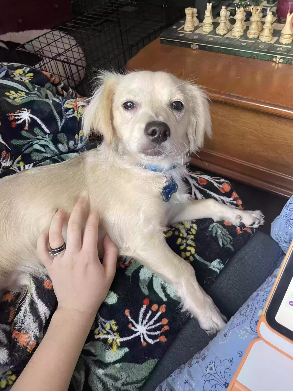 Stuart, Long-haired Dachshund Dog for adoption in Scottsdale, AZ, 85260
