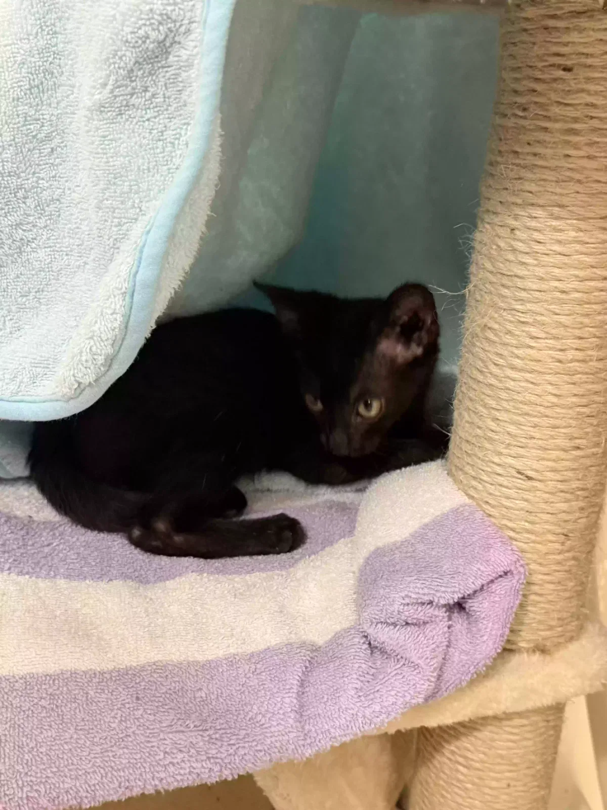 Jett, Domestic Short Hair Cat for adoption in Troy, MO, 63379