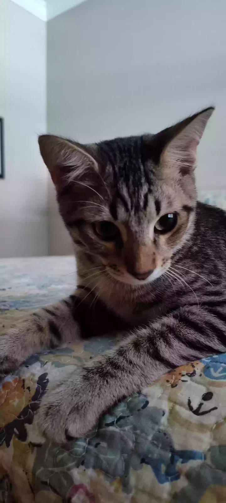 Ollie, Domestic short hair Cat for adoption in Orange City, FL, 32763
