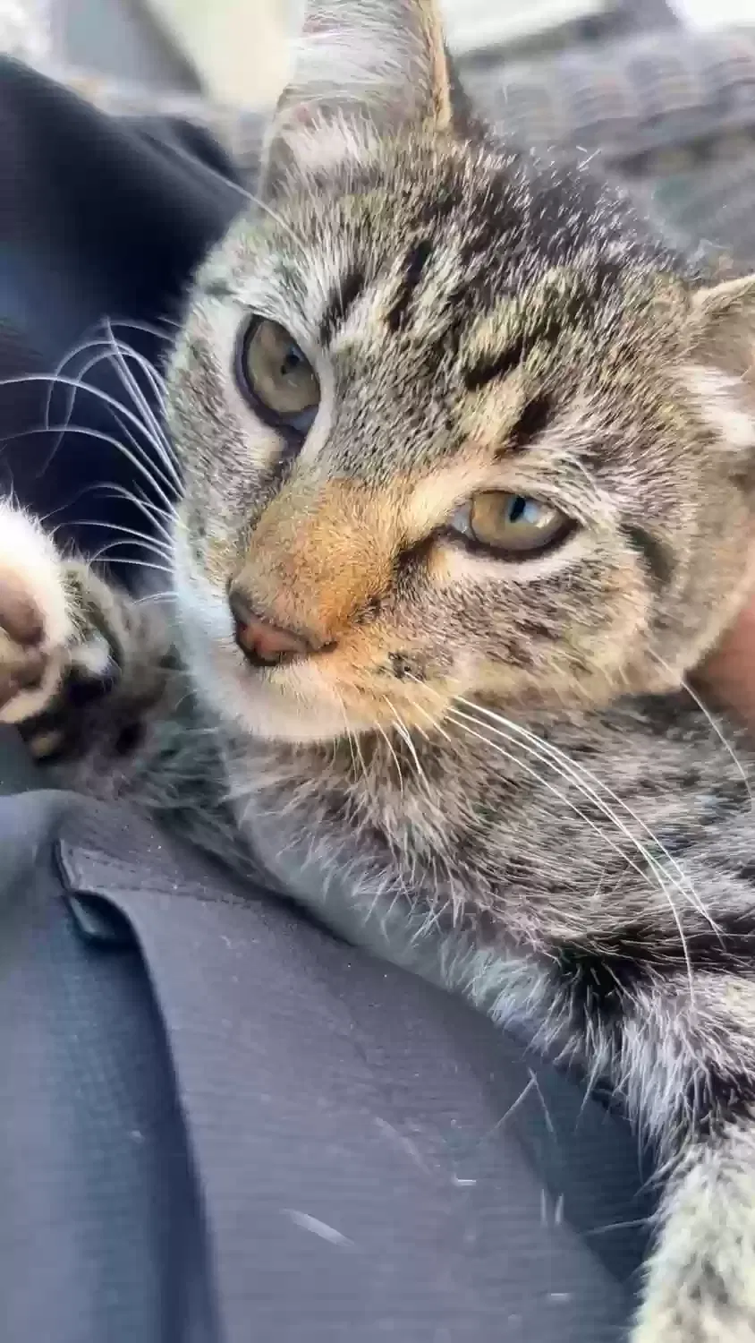 Cat, Unknown Cat for adoption in Fenton, MO, 63026