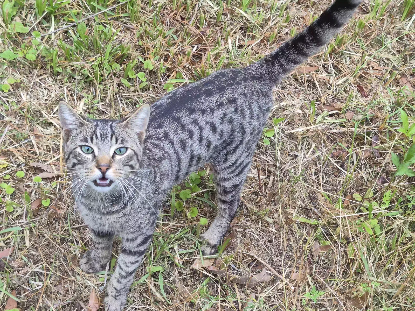 Slim Jim, Unknown Cat for adoption in Albany, GA, 31701