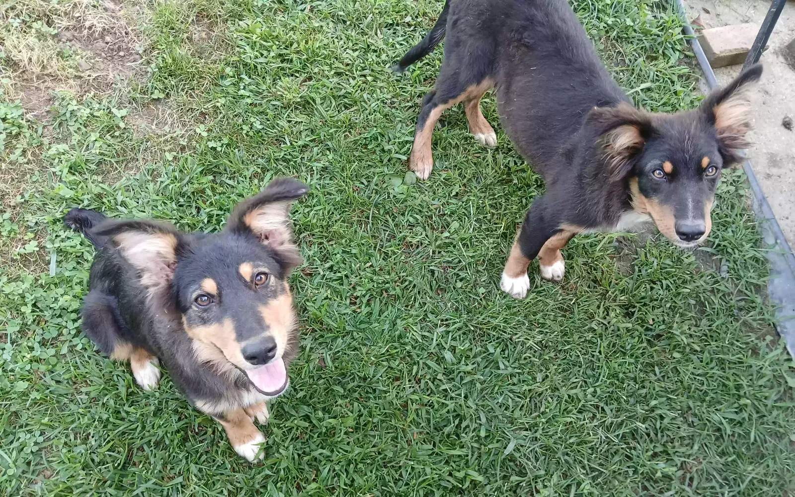 Dog, Unknown Dog for adoption in Richmond, KY, 40475