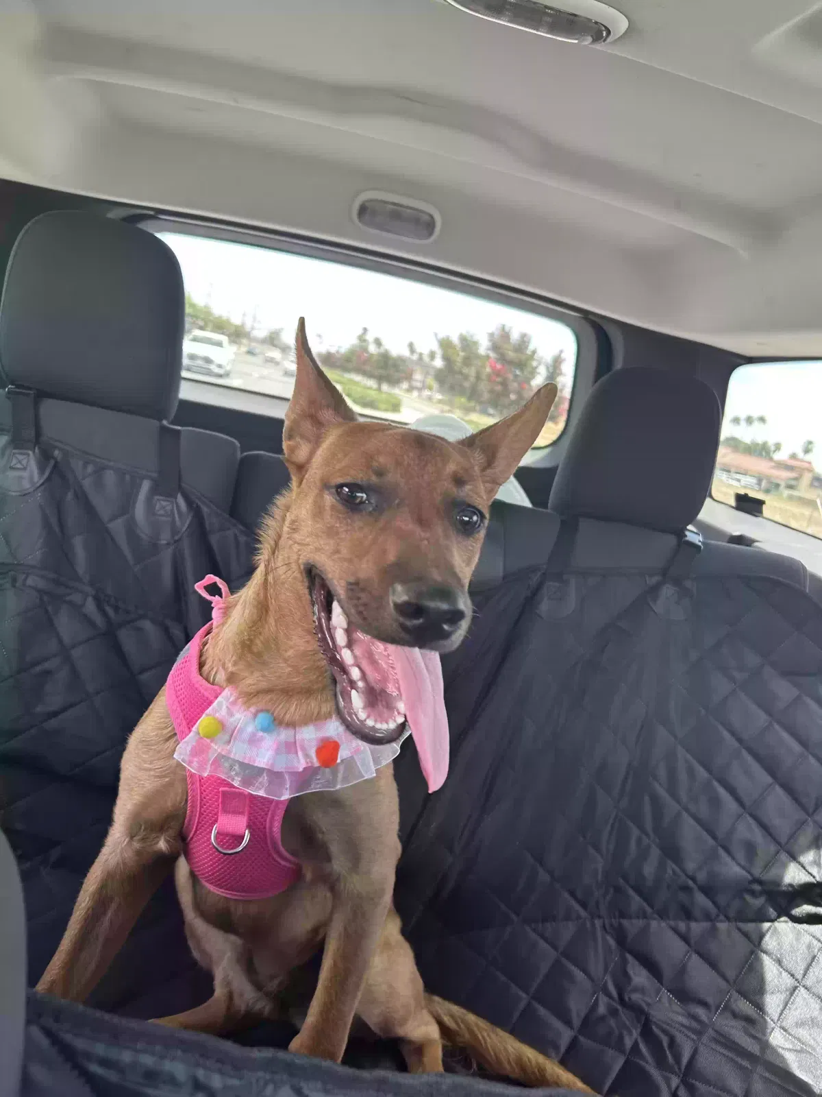 june, german shepherd Dog for adoption in Rialto, CA, 92376