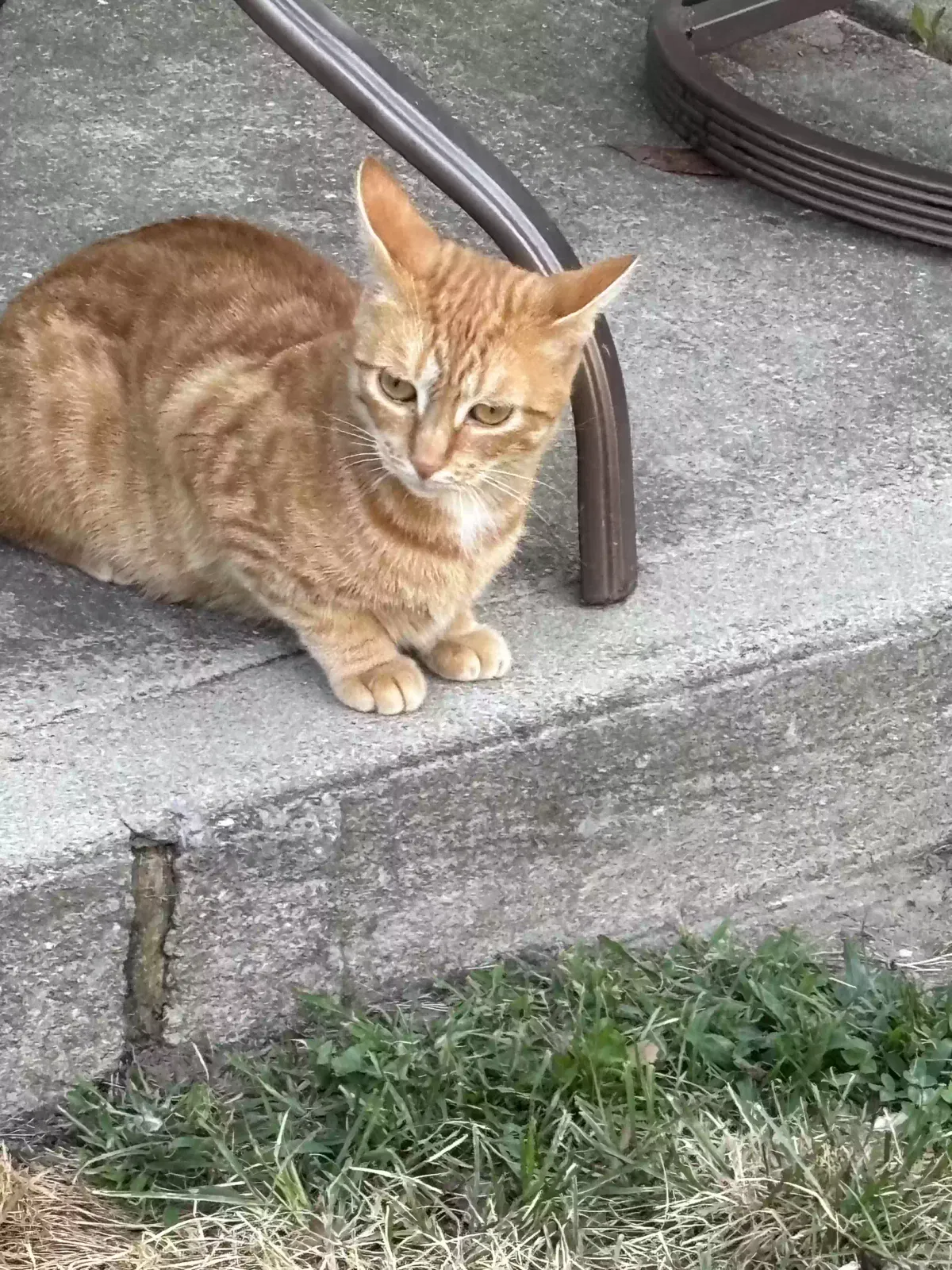 Athena, Mix Cat for adoption in Bayside, NY, 11361