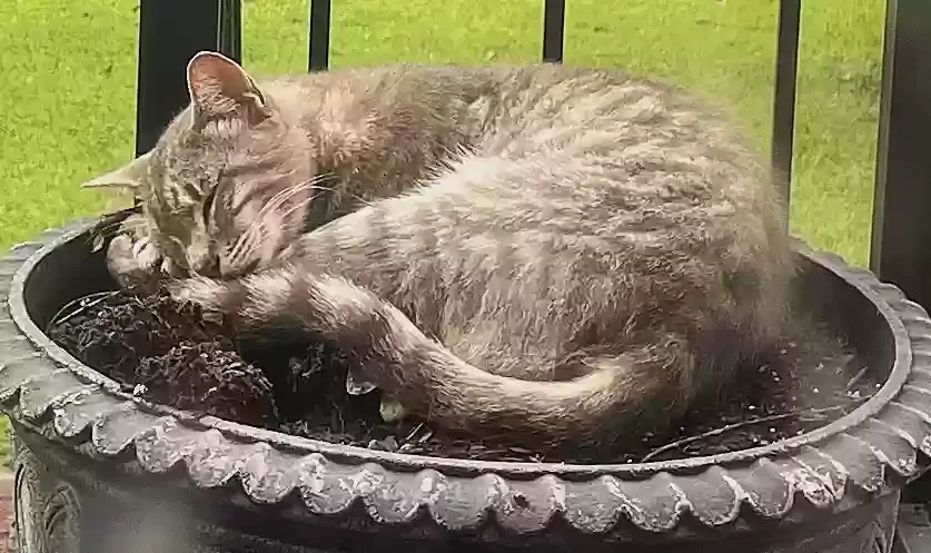 Bandit, American short haired Cat for adoption in Helena, AL, 35080