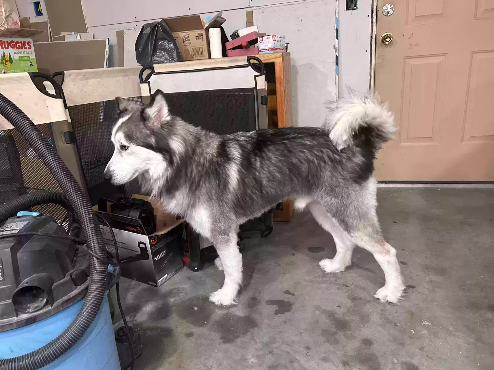 Ruger, Husky Dog for adoption in Silsbee, TX, 77656