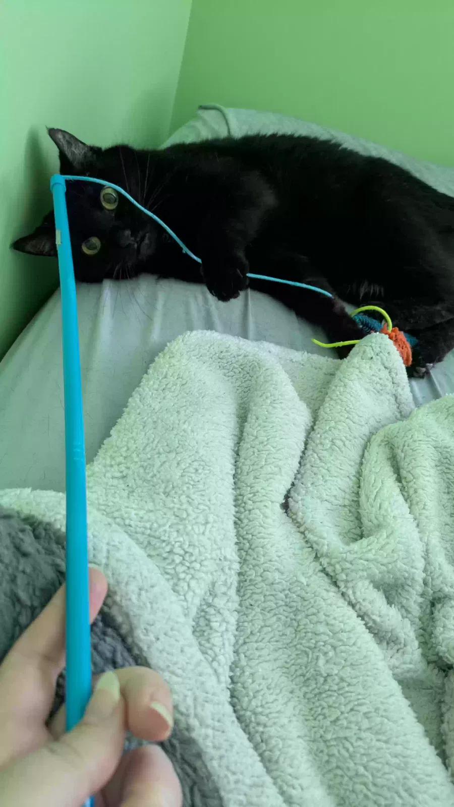 Marcey, Unknown Cat for adoption in Waldorf, MD, 20602