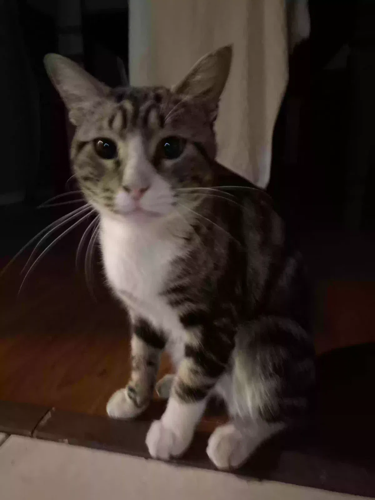 prieto, Unknown Cat for adoption in Lewisville, TX, 75067