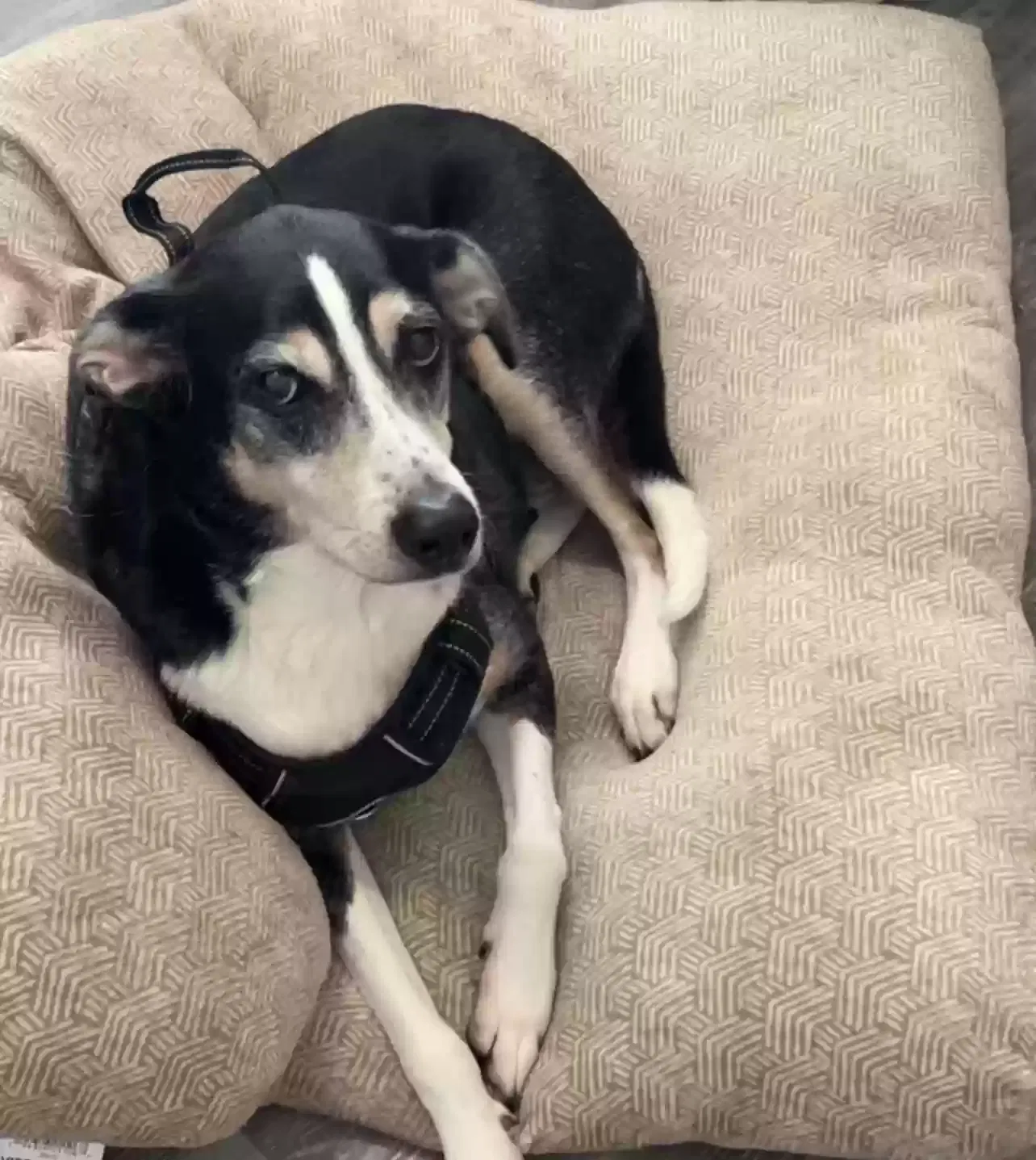 Scar, Treeing Walker Coonhound Dog for adoption in Atlanta, GA, 30349