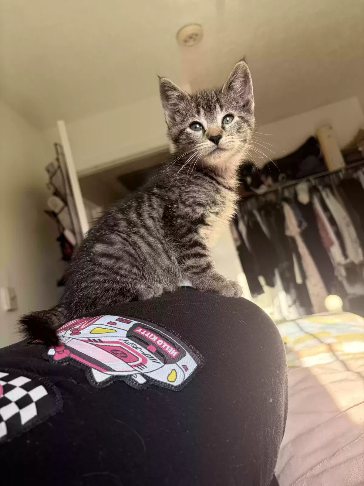 Mocha, Tabby Cat Cat for adoption in Buena Vista, VA, 24416