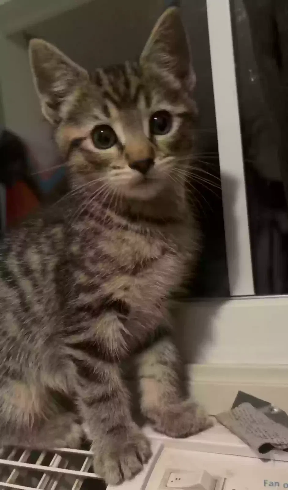 Churro, Tabby Cat Cat for adoption in Buena Vista, VA, 24416