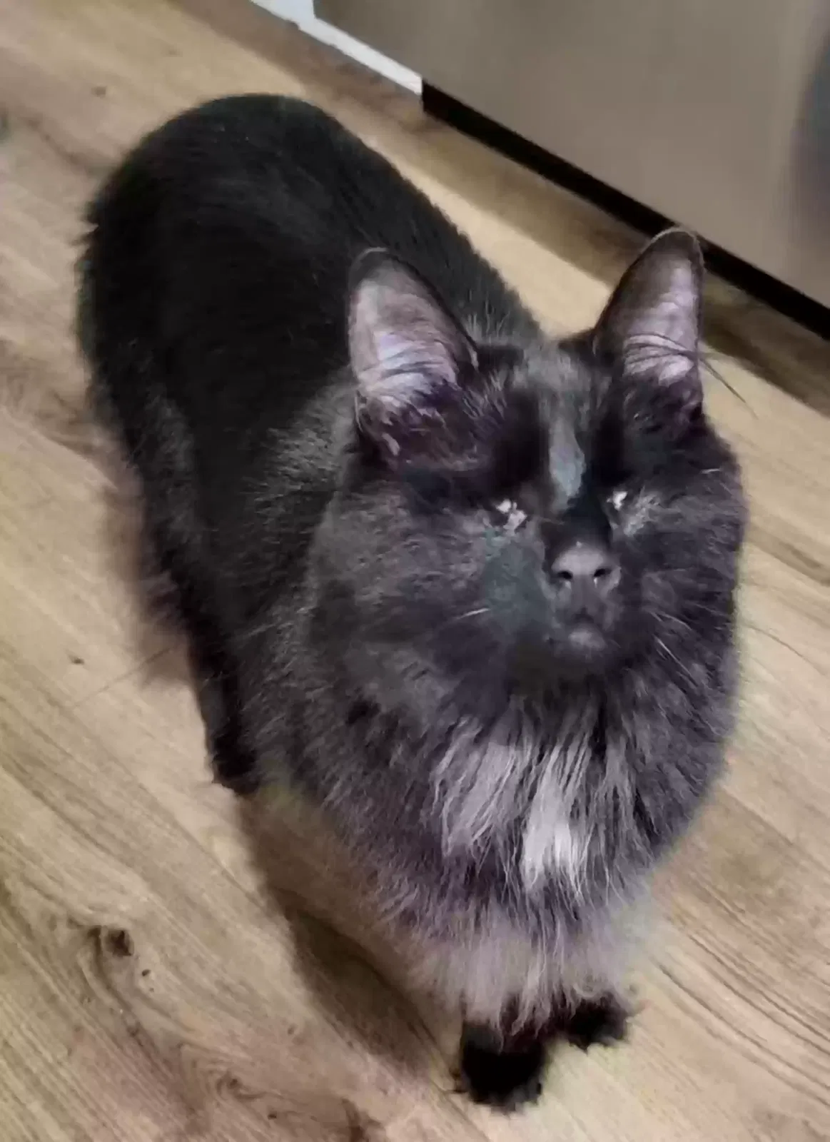Fang, domestic longhair Cat for adoption in Chicago, IL, 60640