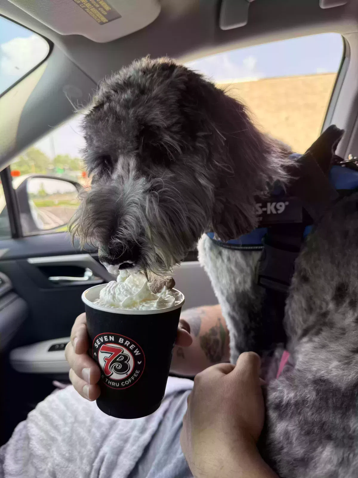 Ozzy, Labradoodle Dog for adoption in Delaware, OH, 43015