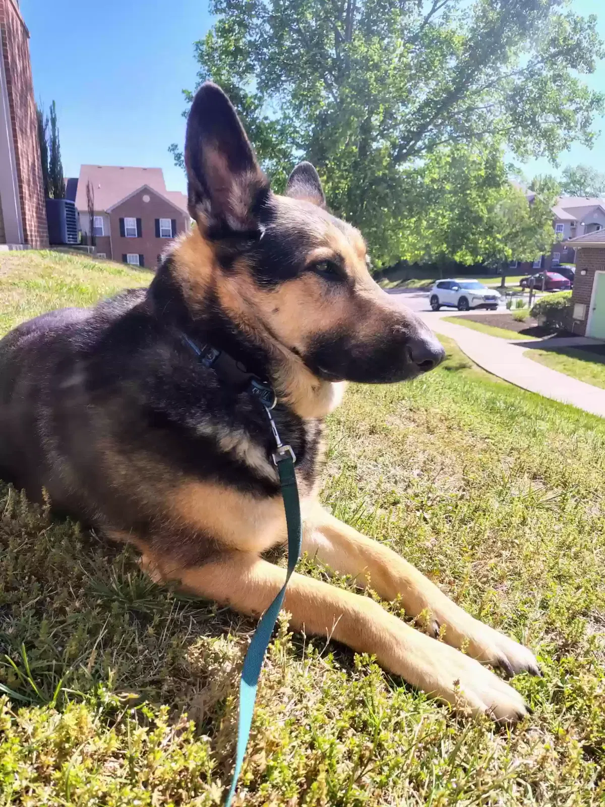 Paco, German Shepherd Dog for adoption in Murfreesboro, TN, 37128