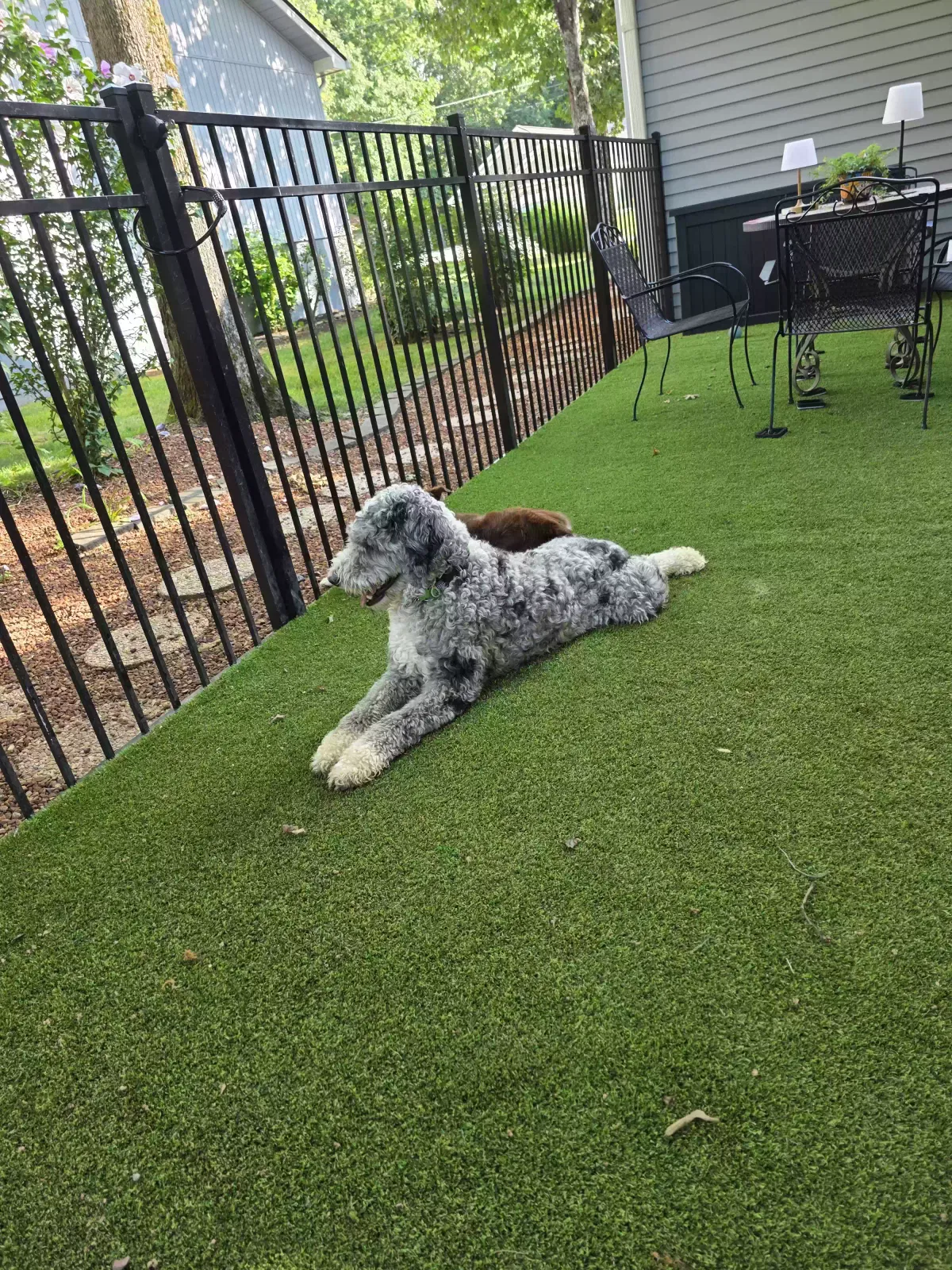 Maxx, Poodle-sheppard Dog for adoption in Crossville, TN, 38558