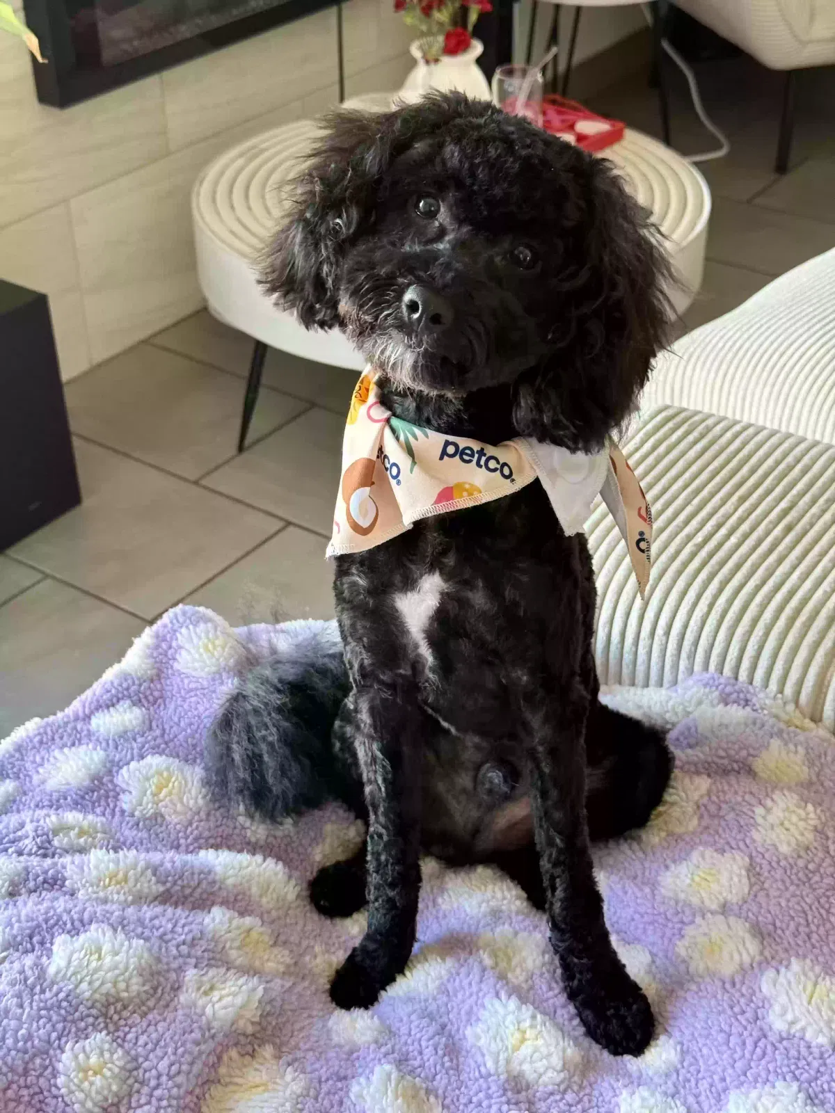 Puck, Unknown Dog for adoption in Romulus, MI, 48174