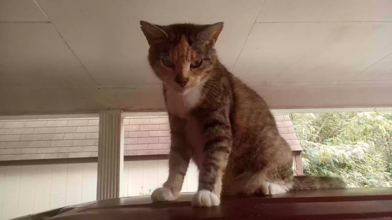 Callie, Calico Cat for adoption in Taylorsville, NC, 28681