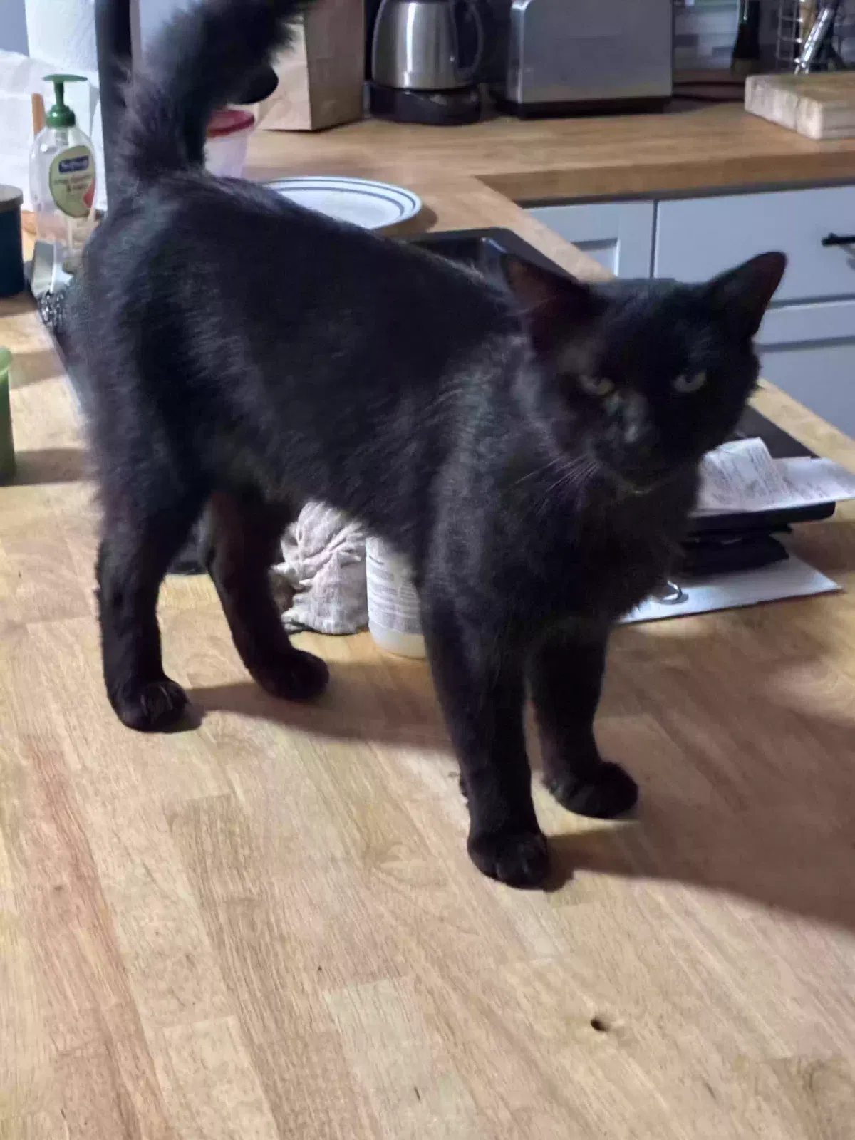 Jasper, Unknown Cat for adoption in Indianapolis, IN, 46203