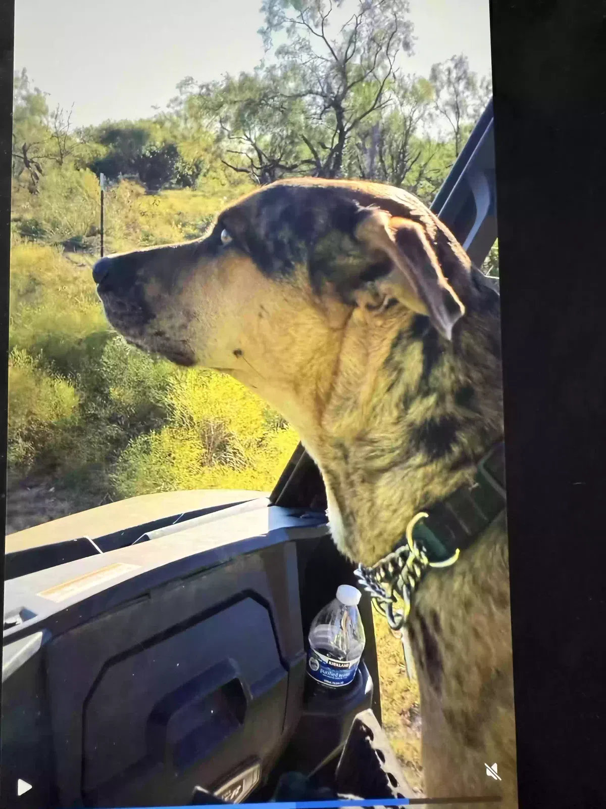 Dog, Catahoula mix Dog for adoption in Anson, TX, 79501