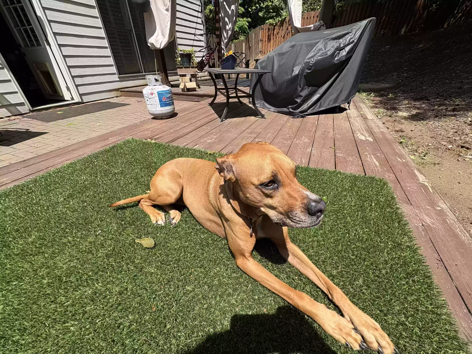 Liberty, Dobermann Dog for adoption in Lula, GA, 30554