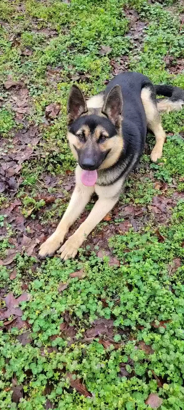 Shadow, German Shepard Dog for adoption in Lithonia, GA, 30058