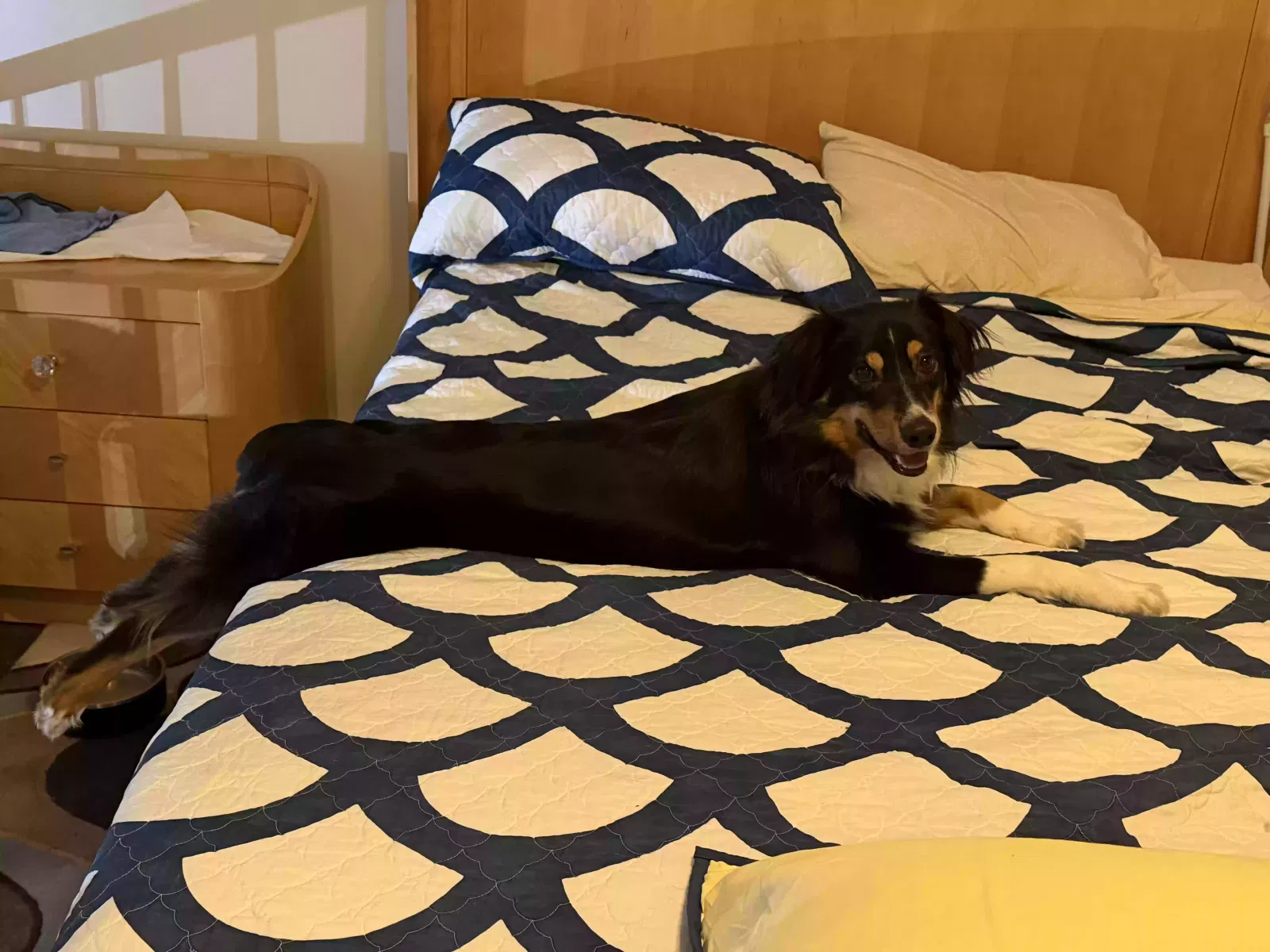 Sha’Deau, Australian Sheperd Dog for adoption in Capitol Heights, MD, 20743