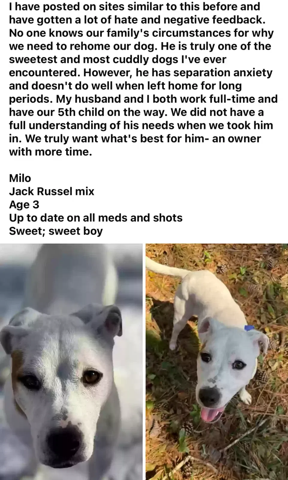 Milo, Unknown Dog for adoption in Augusta, GA, 30909